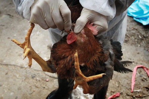 US helps Vietnam prevent bird flu - ảnh 1